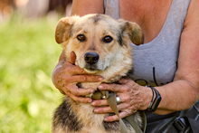 NOVA, Hund, Mischlingshund in Russische Föderation
