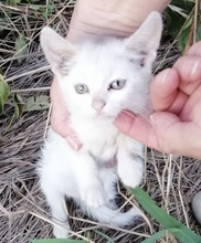 MINKI, Katze, Europäisch Kurzhaar in Rumänien