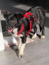 BRENDA, Hund, Mischlingshund in Kipfenberg