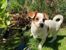 ABBY, Hund, Mischlingshund in Hamburg