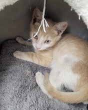 NEO, Katze, Europäisch Kurzhaar in Rumänien