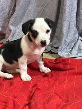 KALLE, Hund, Mischlingshund in Rumänien