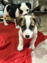 PIET, Hund, Mischlingshund in Rumänien