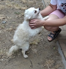 CHIBO, Hund, Pomeranian in Schrobenhausen
