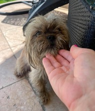 SASHA, Hund, Shih Tzu in Niddatal