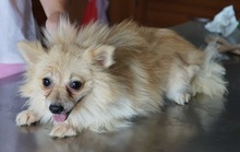 CARLA, Hund, Pomeranian in Neuss