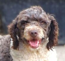 LOCCO2, Hund, Lagotto Romagnolo-Mix in Gefrees