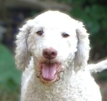 LANA, Hund, Lagotto Romagnolo-Mischling in Rumänien