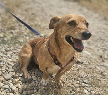 STELLA, Hund, Dackel in Müden