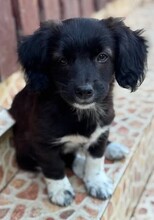 VINKA, Hund, Mischlingshund in Rumänien