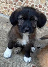 VIVIEN, Hund, Mischlingshund in Rumänien