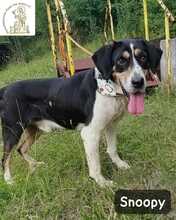 SNOOPY, Hund, Mischlingshund in Bosnien und Herzegowina