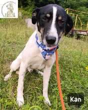 KAN, Hund, Mischlingshund in Bosnien und Herzegowina