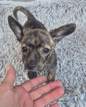 PINA, Hund, Mischlingshund in Bulgarien