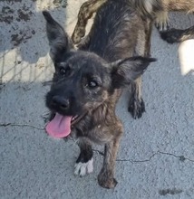 FLOR, Hund, Mischling in Rumänien
