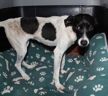 PIMIENTA, Hund, Bodeguero-Mischling in Spanien
