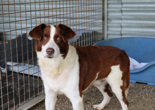 ROBY, Hund, Border Mischling in Spanien
