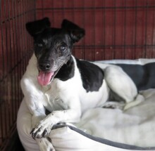 LINDA, Hund, Bodeguero-Mischling in Spanien