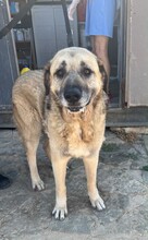 OTTO, Hund, Mastin Mischling in Spanien