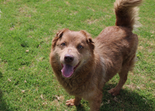 INOPIA, Hund, mischling in Spanien