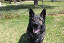 DASH, Hund, Deutscher Schäferhund (Mischling) in Spanien