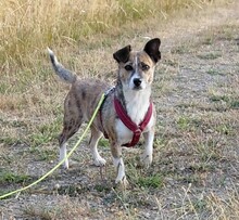 INDRA, Hund, Mischlingshund in Koblenz