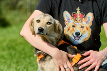 KUKLA, Hund, Mischlingshund in Russische Föderation