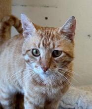 MIRO, Katze, Europäisch Kurzhaar in Bulgarien