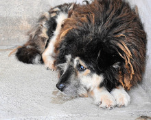 AQUILION, Hund, Mischlingshund in Italien