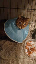 MARTHA, Katze, Europäisch Kurzhaar in Bulgarien