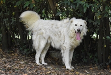 OBRAD, Hund, Maremmano-Mix in Italien