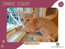 MAMBO, Katze, Europäisch Kurzhaar in Bulgarien