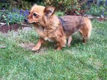 BIANCA, Hund, Mischlingshund in Riemerling