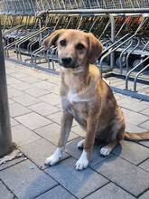TAMARA, Hund, Mischlingshund in Rumänien