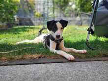 NISA, Hund, Mischlingshund in Grünstadt