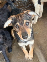 GIZMO, Hund, Mischlingshund in Rumänien