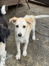 BAJA, Hund, Mischlingshund in Rumänien