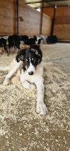 SISSA, Hund, Mischlingshund in Rumänien