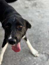 TINI, Hund, Mischlingshund in Winsen