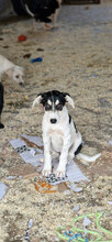 MARIS, Hund, Mischlingshund in Rumänien