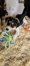 MATO, Hund, Mischlingshund in Rumänien