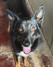 SARA, Hund, Mischlingshund in Italien