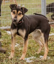 CSIPKE, Hund, Mischlingshündin in Ungarn