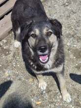 ZOEY, Hund, Mischlingshund in Rumänien