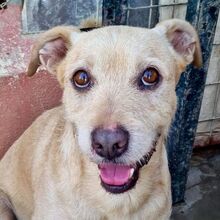 POLO, Hund, Mischlingshund in Spanien
