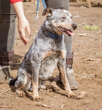 HEKTOR, Hund, Mischlingsrüde in Ungarn