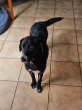 BEKKI, Hund, Mischlingshund in Ober-Flörsheim