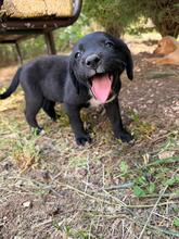 SERAPHINA, Hund, Mischlingshund in Bulgarien