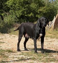 SELMA, Hund, Mischlingshund in Bulgarien