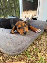SILJA, Hund, Mischlingshund in Bulgarien